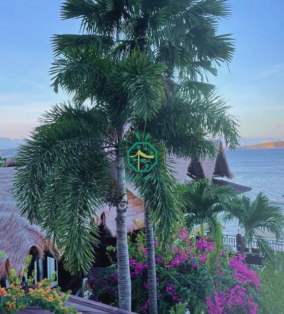 toiture en chaume de paille synthétique pour centre de plongée à batangas aux philippines